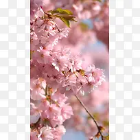 浪漫粉色樱花摄影H5背景