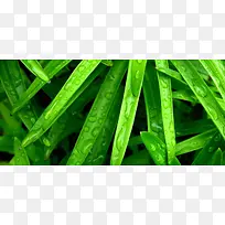 植物背景图