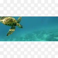 海龟潜水简约蓝色背景