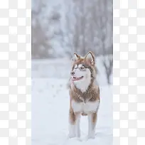 雪地上的狼H5背景