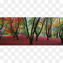 秋冬树林落叶海报背景banner