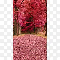 风景红色树落叶H5背景素材