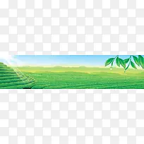 春茶风景清新banner