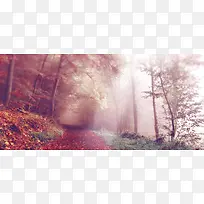 秋季红色枫树朦胧背景