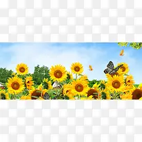 太阳花 蝴蝶 淘宝网站背景图