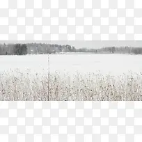 枯草雪景背景