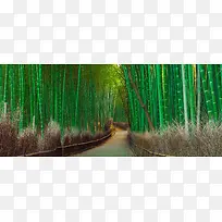 竹林小路幽静
