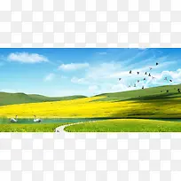 油菜花大气大雁天鹅自然风光banner