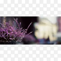 风景紫色小花背景