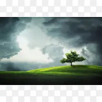 阴暗天空大树背景