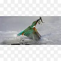 冰里废飞出的水鸟