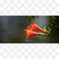 古典质感凌霄花背景