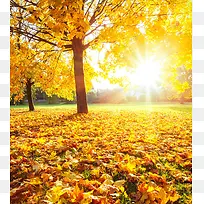 秋日阳光下的黄色树叶