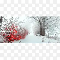 风景雪景红叶背景