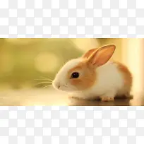 可爱兔子动物摄影