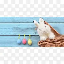 可爱的白色小兔子高清图片