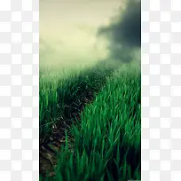 草丛风景H5背景