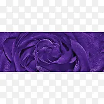 紫色玫瑰背景图