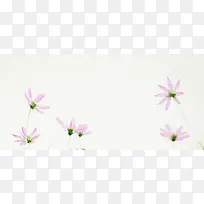日系清新文艺淡色花朵背景