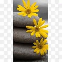 石头与三朵黄花图片
