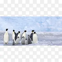 北极企鹅家用电器背景