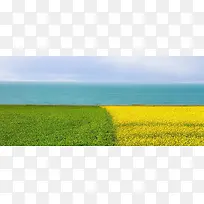 油菜花海背景