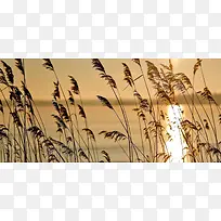 金色夕阳芦苇海边banner