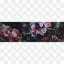 花朵背景