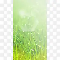 绿色草水珠发光H5背景素材