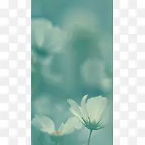风景蓝底白色花朵H5背景素材