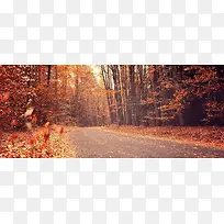 秋季公路落叶背景