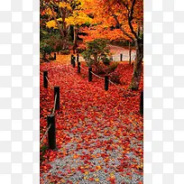 秋天乡间红色落叶H5背景