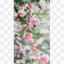 唯美花朵背景