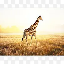 长颈鹿