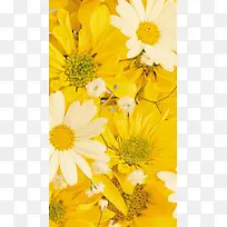 黄色花朵花瓣平铺H5背景
