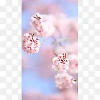 粉色梅花H5背景素材