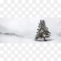 风景雪山松树背景