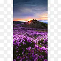 紫色薰衣草风景H5背景