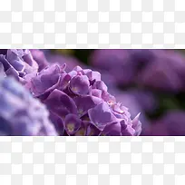 紫色花海清新花朵背景