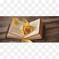 摄影英文书上摆着黄色的花