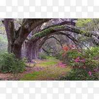 紫色过道风景