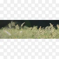 阳光微风狗尾巴草绿色