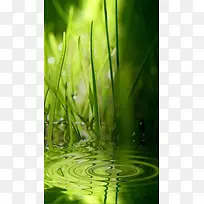 绿色水草背景图