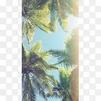 夏季唯美椰子树背景