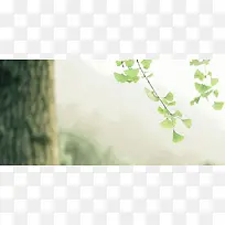 日系清新文艺淡色树木银杏叶背景