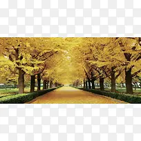 秋季黄树林背景