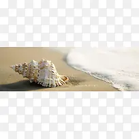 沙滩白色海水贝壳背景