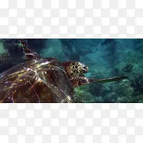 乌龟水下背景图
