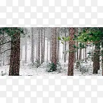 冬天森林飘雪背景