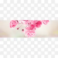 粉红花朵背景图